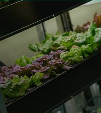 Community members working in the garden